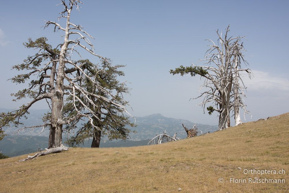 Überweidete Gebirgslandschaft - Mt. Smolikas, 20.07.2011