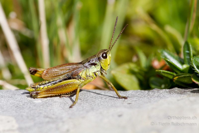 Podismopsis keisti ♂ - CH, SG, Chäserrugg, 28.08.2011