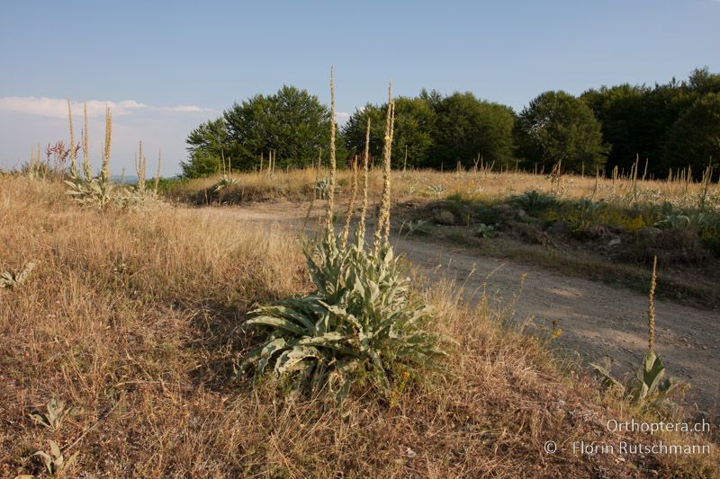 Beweidete, lückige Bergwiese - GR, Westmakedonien, Mt. Vernon, 22.07.2012