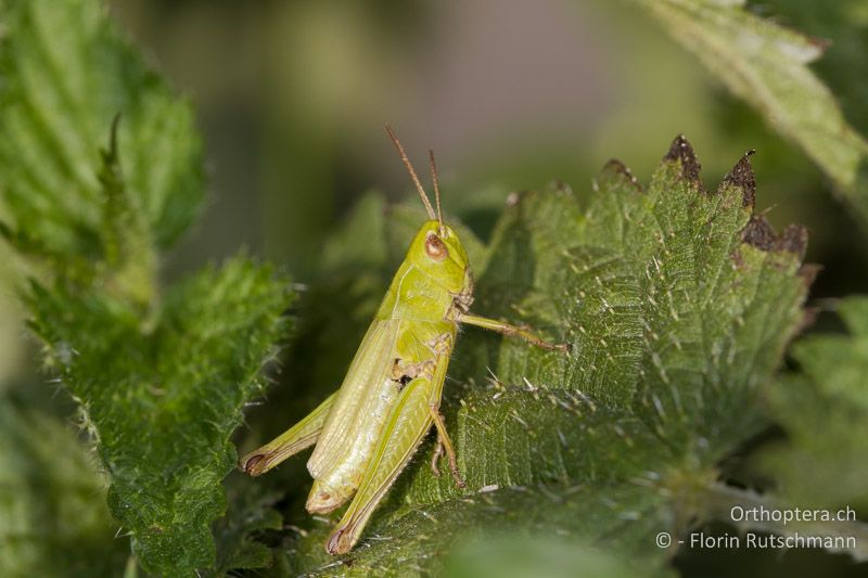 Chorthippus dorsatus ♀ - CH, TI, Mt. Generoso, 18.08.2013