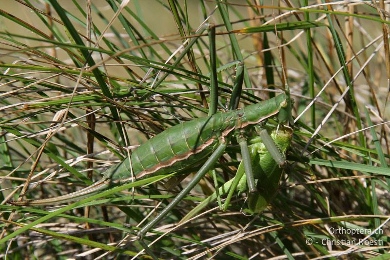 Saga pedo ♀ mit Tettigonia cantans ♀ als Beute - CH, VS, Martigny, 31.07.2011