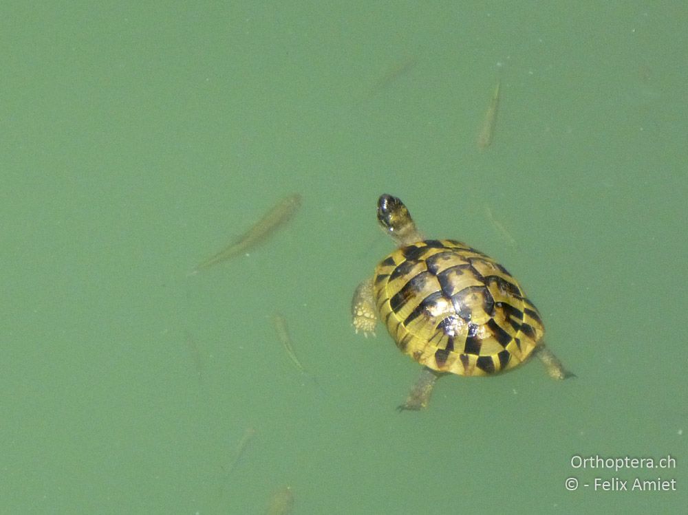 Schildkröte beim kühlenden Bad - GR, Westmakedonien, Grevena, 12.07.2013