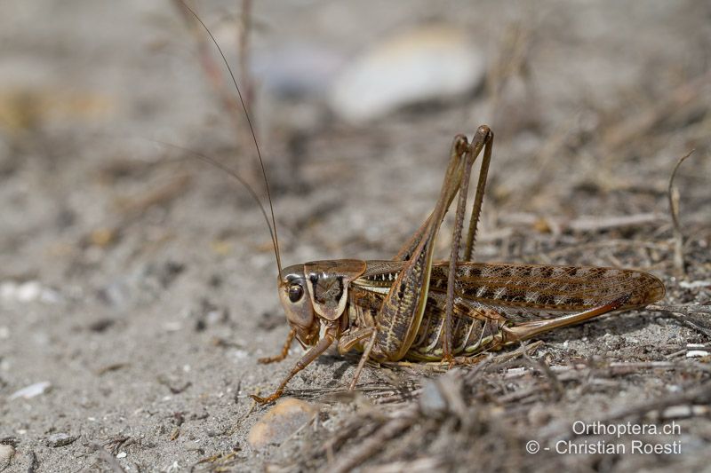 Decticus albifrons ♀ - FR, Bouches-du-Rhône, Port-Saint-Louis-du-Rhône, 09.07.2014