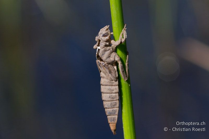 Exuvie von Ceratogomphus pictus, Common Thorntail - SA, Mpumalanga, Dullstroom, Field & Stream Lodge, 12.01.2015