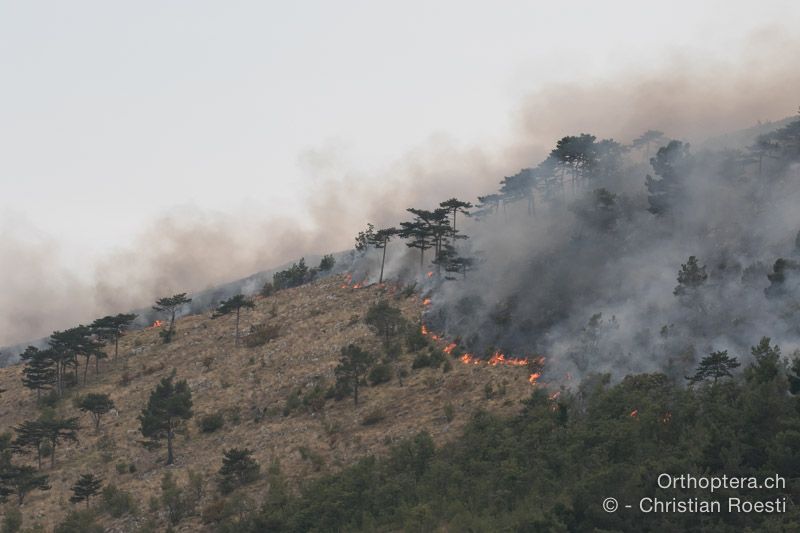 Waldbrand - HR, Istrien, Zagorje, 23.07.2015