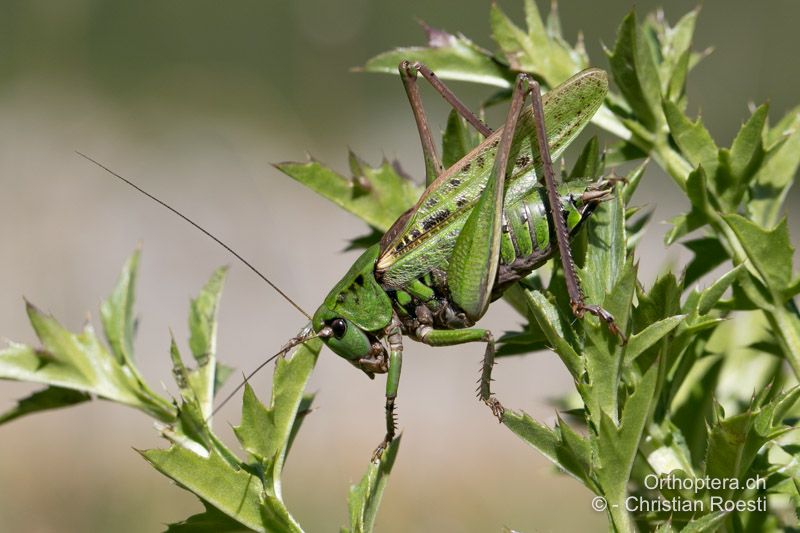 Decticus verrucivorus ♂ auf seiner Gesangswarte - CH, BE, Stechelberg, 02.08.2025