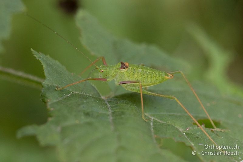 Poecilimon schmidti ♂ - SLO, Osrednjeslovenska, Ljubljana, Flughafen, ex situ, 10.07.2016