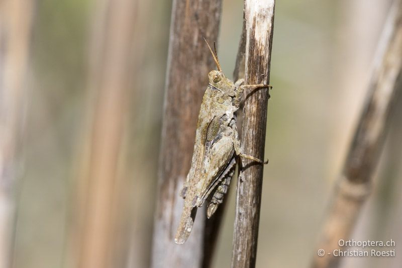 Tetrix cf. bolivari (Bemerkungen siehe Text) ♀ - CH, Bern, Grube Rehag, 22.05.2017