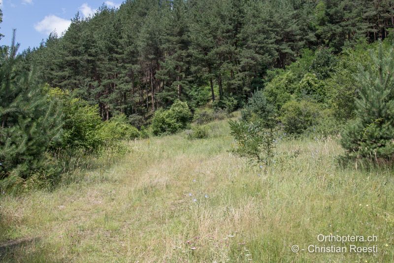 Waldlichtung, es werden die schattigen, krautigen Gebiete und nicht die sonnigen Wiesen bewohnt! - BG, Sofiya, Dupniza, 11.07.2019