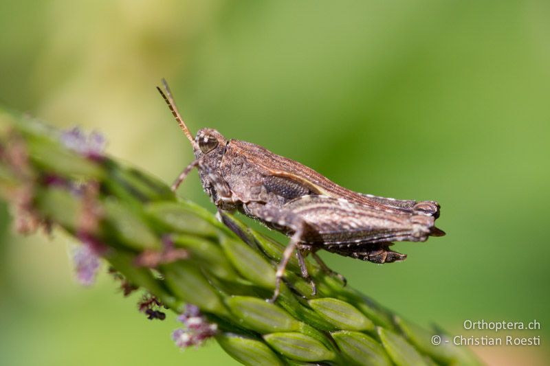 Kurzdorniges ♂ von Tetrix subulata - CH, TI, Isone, 04.09.2013