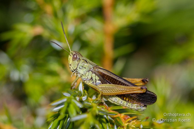 Stauroderus scalaris ♂ - GR, Ostmakedonien, Mt. Pangeon, 11.07.2012