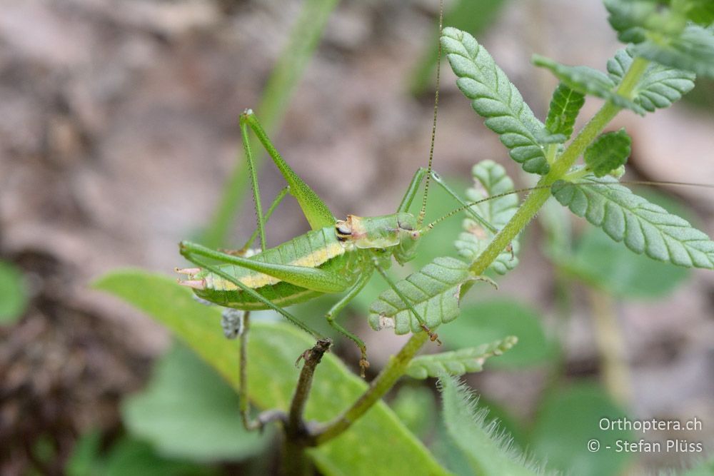 Leptophyes boscii ♂ - HR, Istrien, Račja Vas, Dol, 24.07.2015