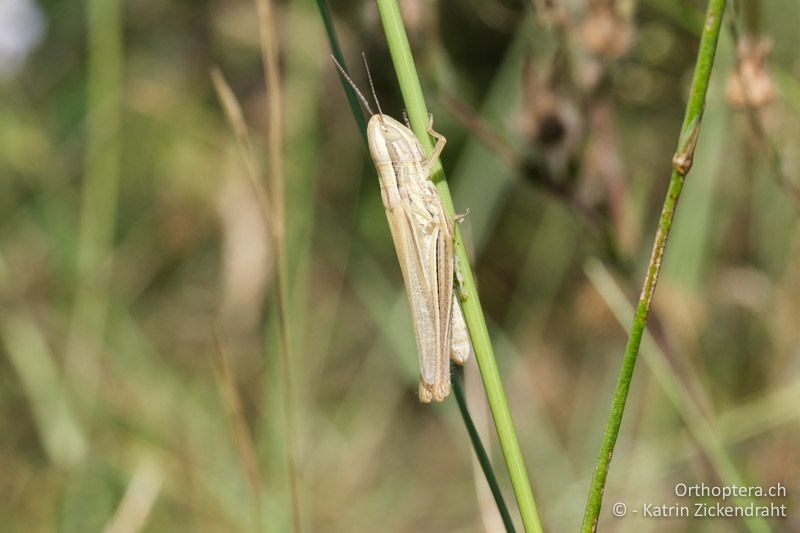 Gelber Dickkopf-Grashüpfer (Euchorthippus pulvinatus), Weibchen