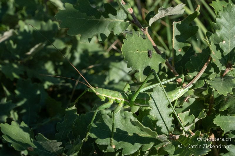 Grosse Sägeschrecke (Saga pedo) ♀ - AT, Niederösterreich, Eichkogl bei Mödling, 07.07.2018