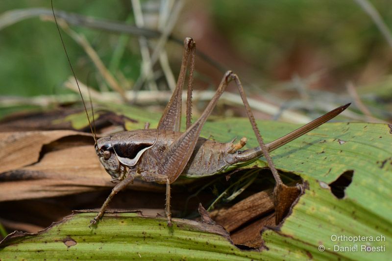 Pholidoptera littoralis littoralis ♀ - HR, Istrien, Dol , 24.07.2015