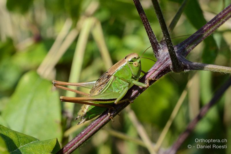 Bicolorana kraussi ♂ - HR, Istrien, Učka-Gebirge, 20.07.2015