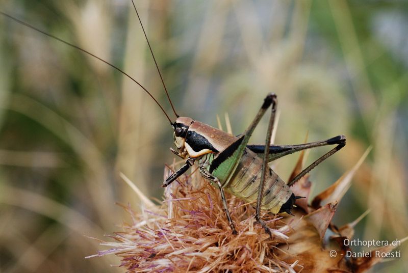 Strauchschrecke Eupholidoptera smyrnensis ♂ - GR, Zentralmakedonien, Volvi See, 05.07.2013