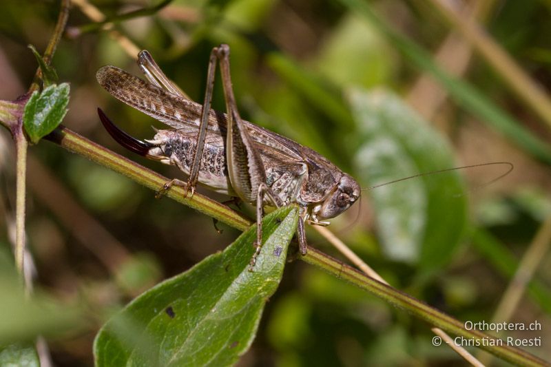 Platycleis grisea ♀ - CH, TI, Caslano, 14.09.2012