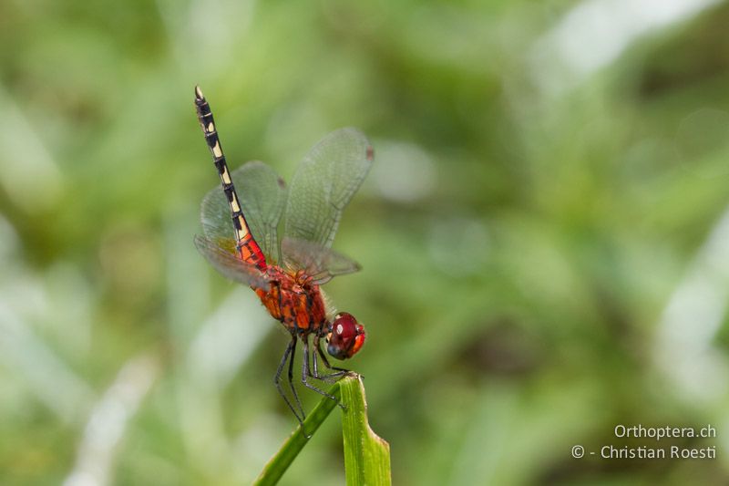 Diplacodes luminans, Barbet ♂ - SA, Limpopo, Mutale, Pafuri River Camp, 04.01.2015