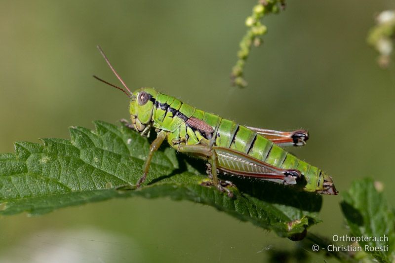 Pseudopodisma fieberi ♀ - RU, Banat, Bonțești, 08.07.2020