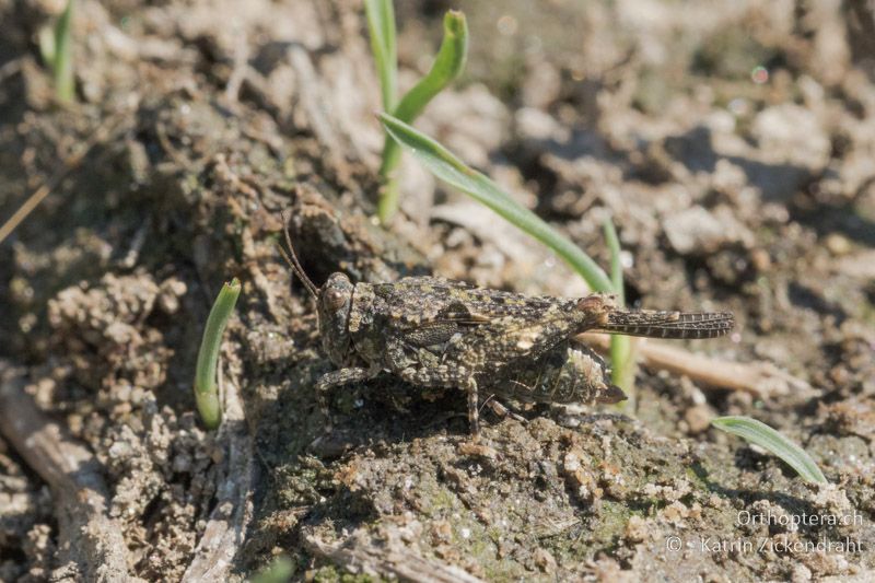 Mittelmeer-Dornschrecke (Paratettix meridionalis) ♀ - GR, Zentralmakedonien, Kerkini, 07.07.2017