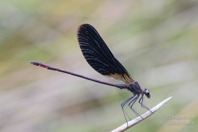 Rote Prachtlibelle (Calopterix haemorrhoidalis) ♂ - Crau, 07.07.2014