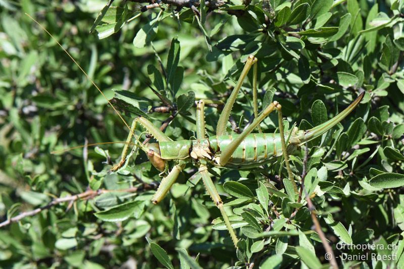 Saga natoliae ♀ - BG, Blagoewgrad, Ploski, 14.07.2018