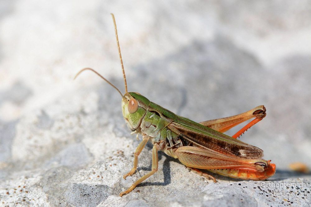 Stenobothrus nigromaculatus ♂ - HR, Istrien, Vela Učka, 20.07.2015