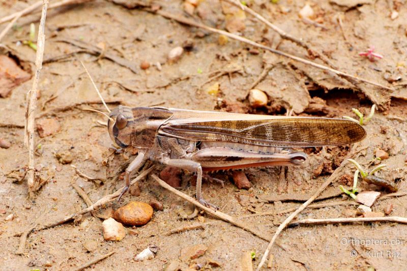 Europäische Wanderheuschrecke (Locusta migratoria) - FR, Grube bei St. Gilles, 10.07.2014