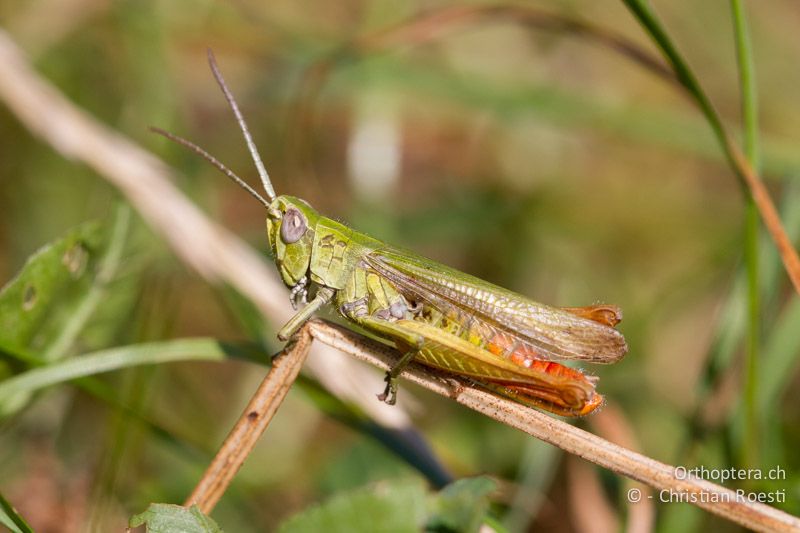 Chorthippus dorsatus ♂ - CH, BL, Diegten 21.08.2013